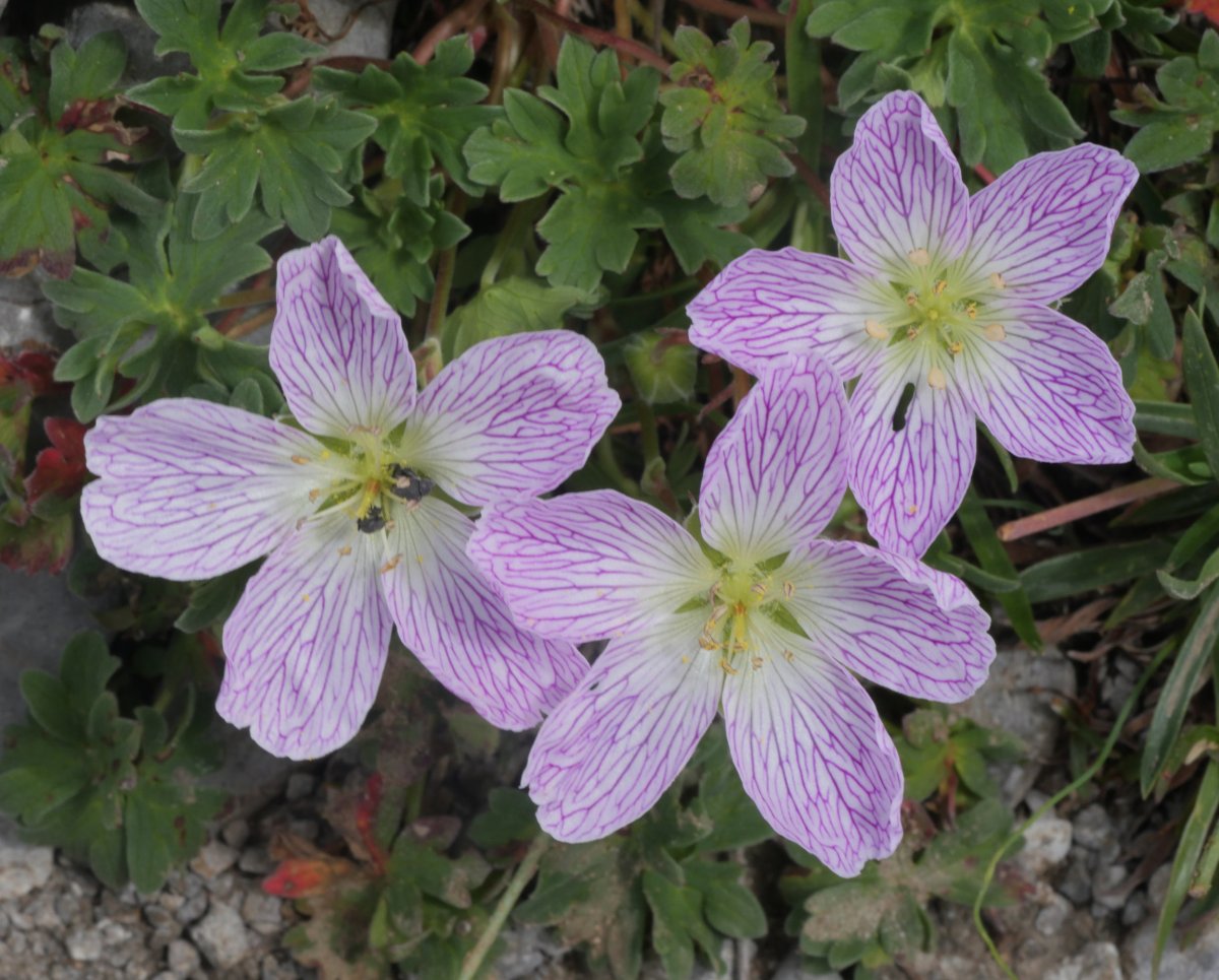 Geranium cinereum Auñamendin