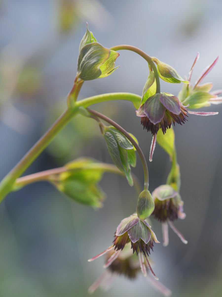 Thalictrum macrocarpum Auñamendiko bidean