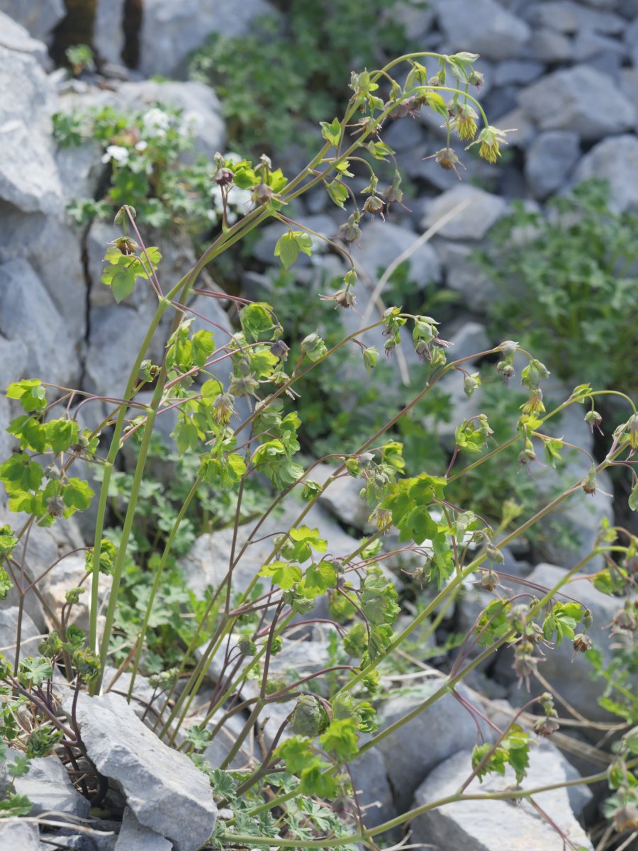 Thalictrum macrocarpum Auñamendiko bidean