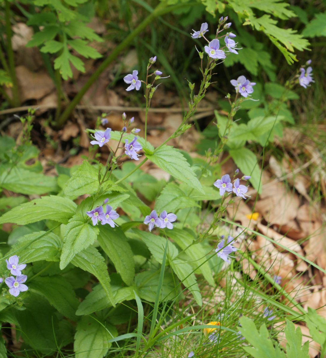 Veronica ponae Ezkilzarra aldean