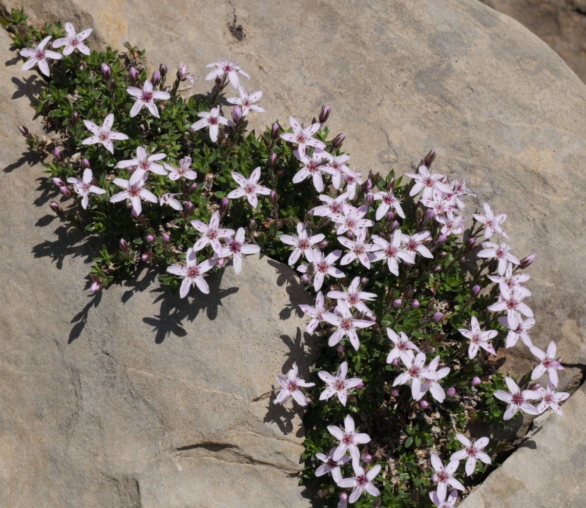 Arenaria purpurascens, Budogia mendiaren hegoaldeko hegian