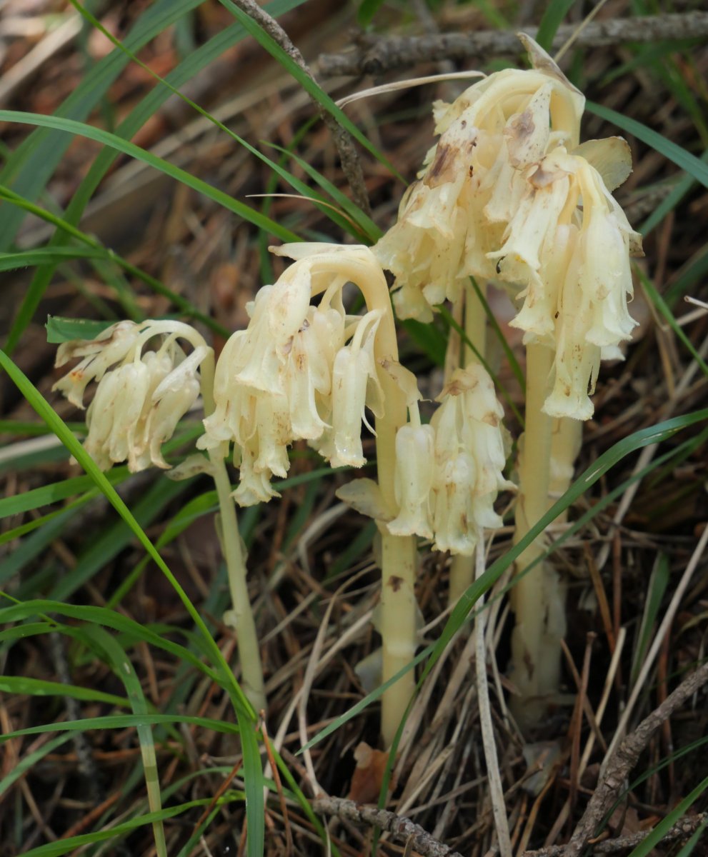  Monotropa hypopitys Belagua aldean, Arrakogoitiko bailaran