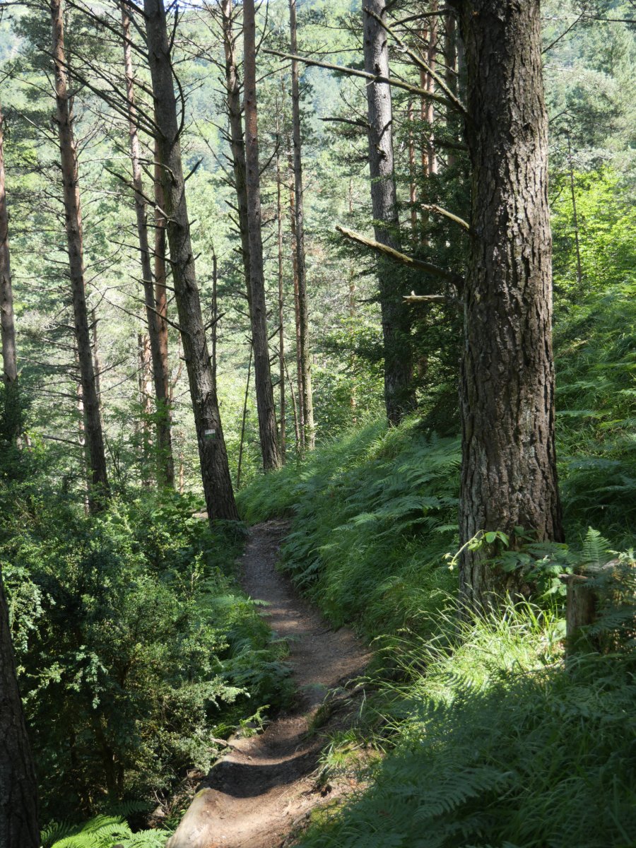 Arrakogoitiko ur-jauzirako bidea