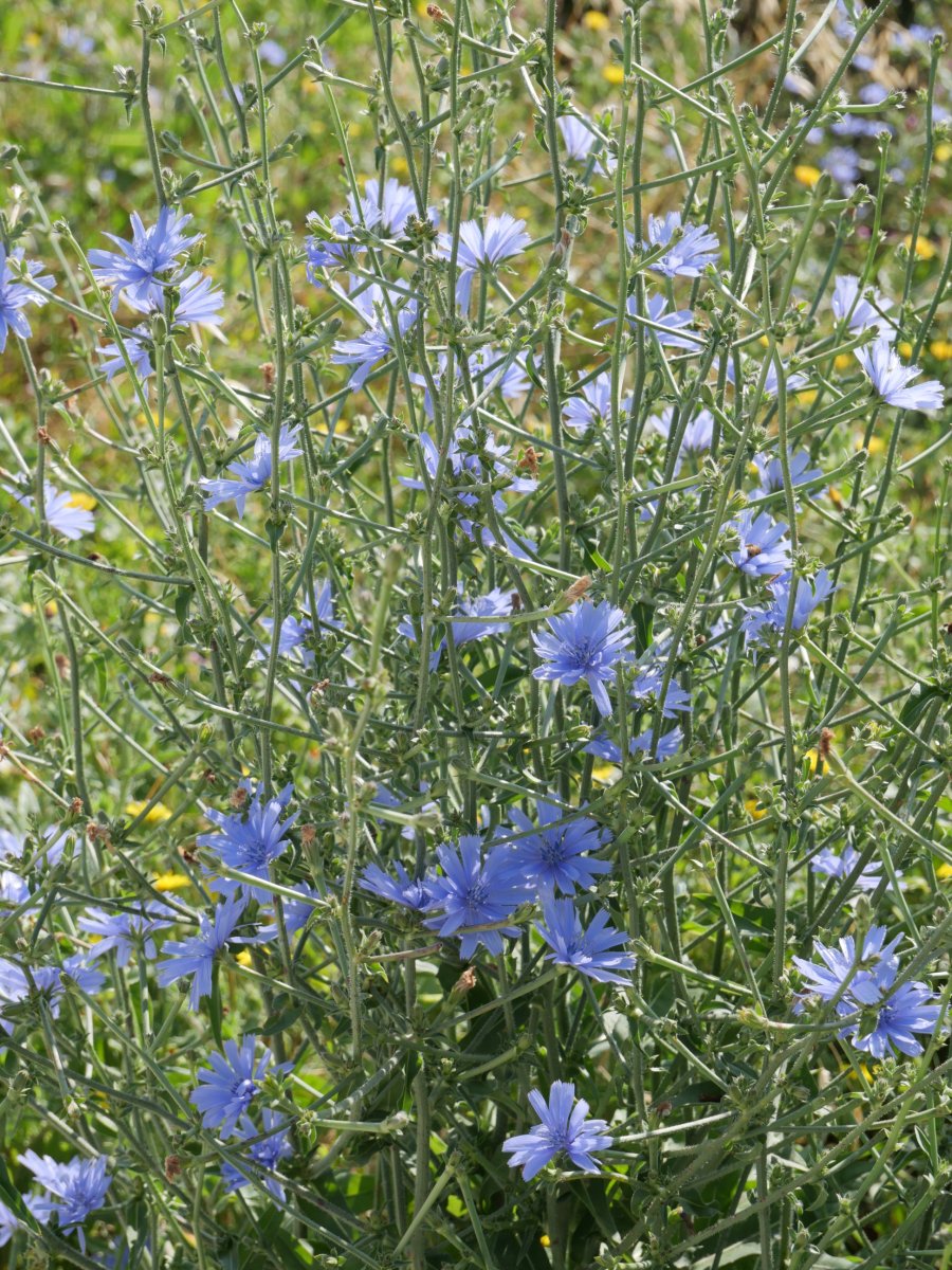 Cichorium intybus, Ollo herriaren inguruan