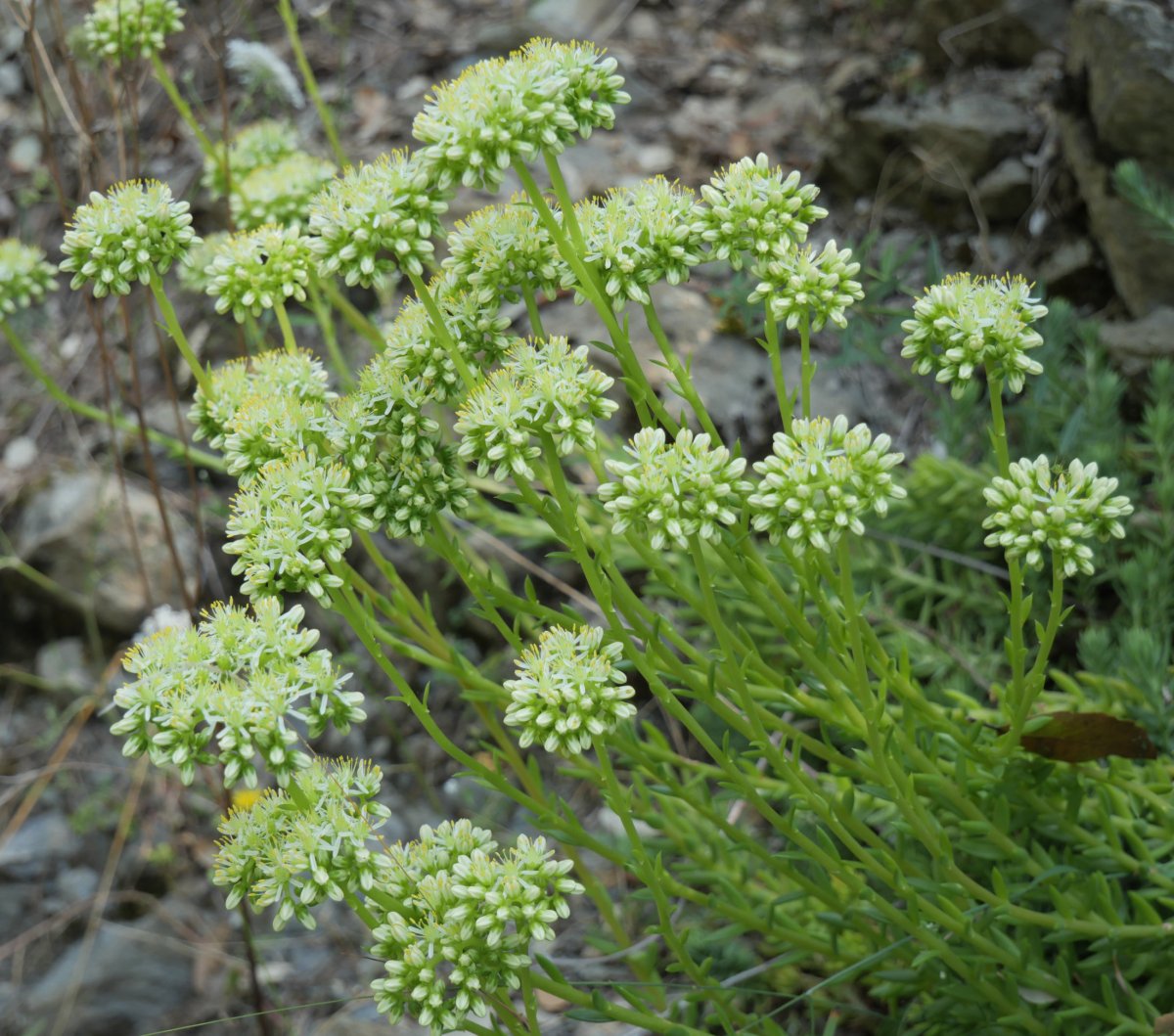 Sedum sediforme Iltzarbe herriaren inguruetan