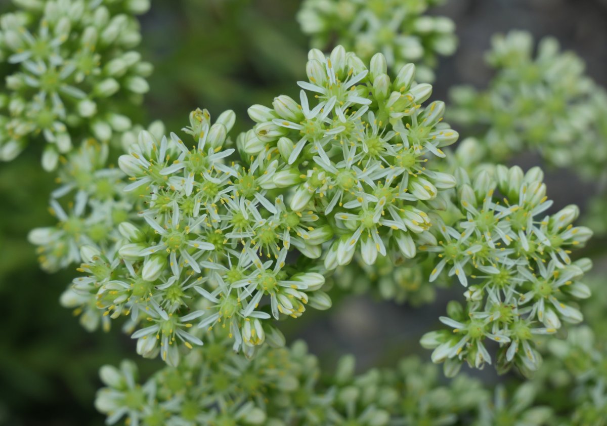 Sedum sediforme Ollo herriaren inguruetan