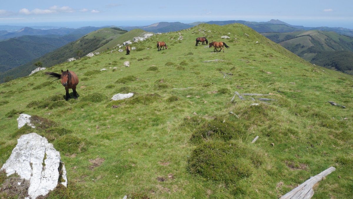 Iparraldeko bizkarreko muino bat