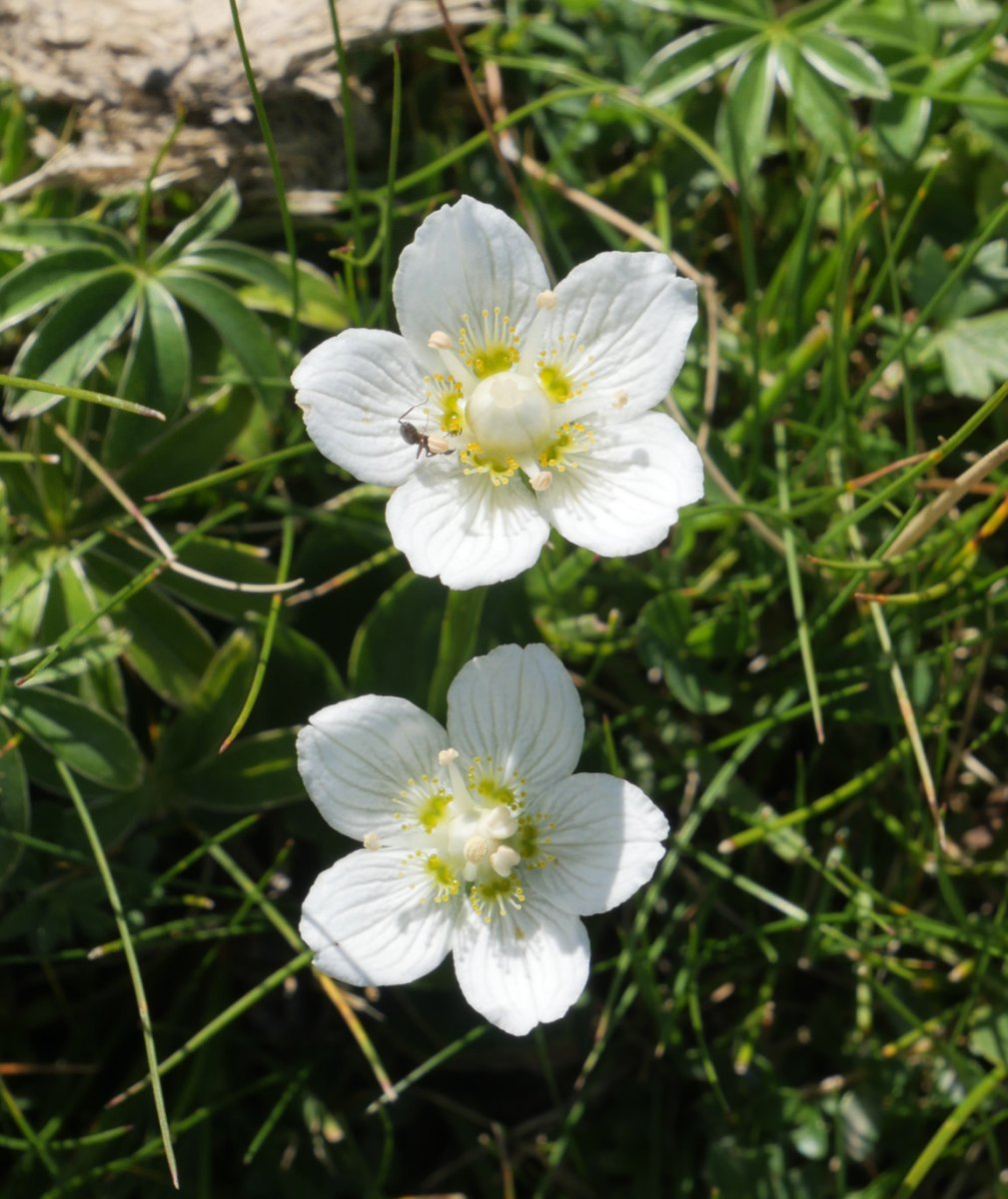 Parnassia palustris, ugari Otxogorrigaina mendiaren iparraldeko isurialdean