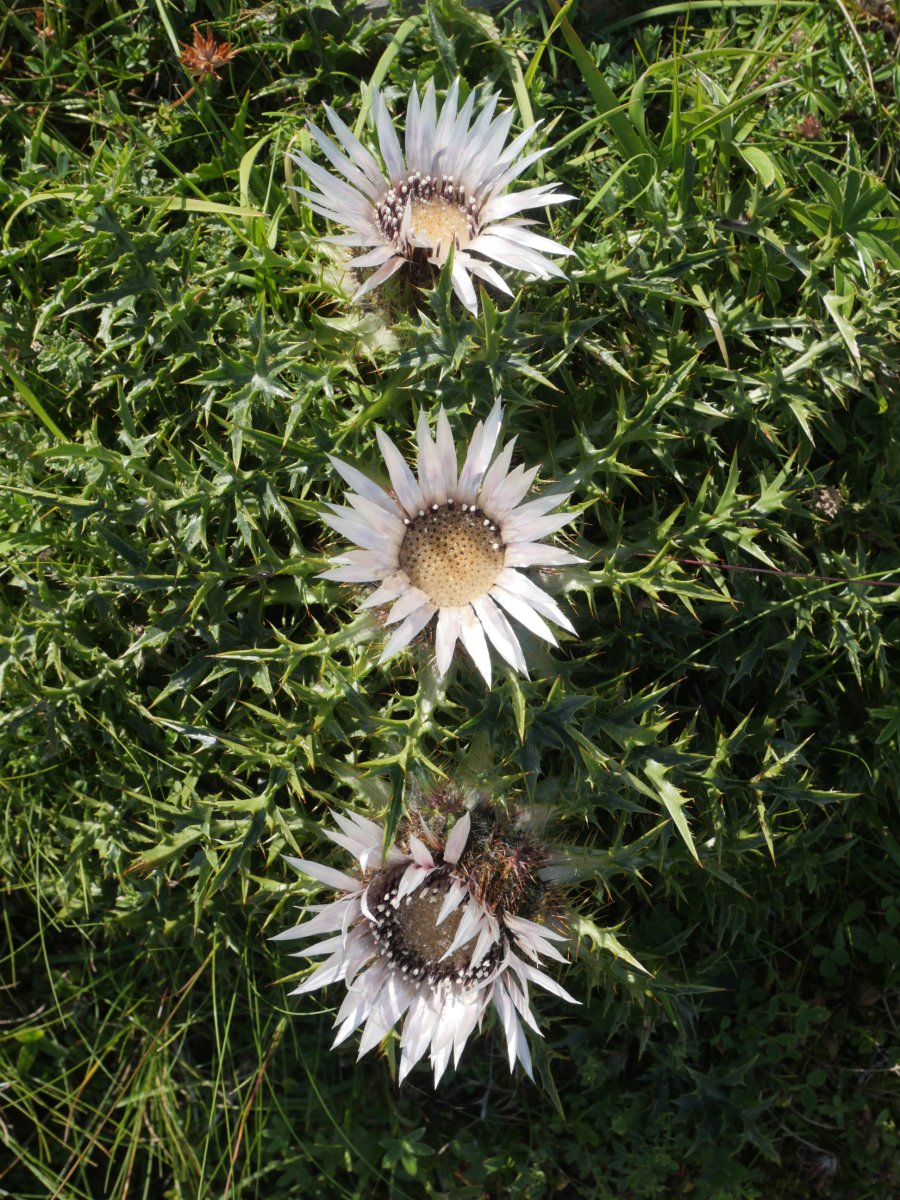Carlina acaulis, oso ugari Otxogorrigaina mendiaren iparraldeko isurialdean