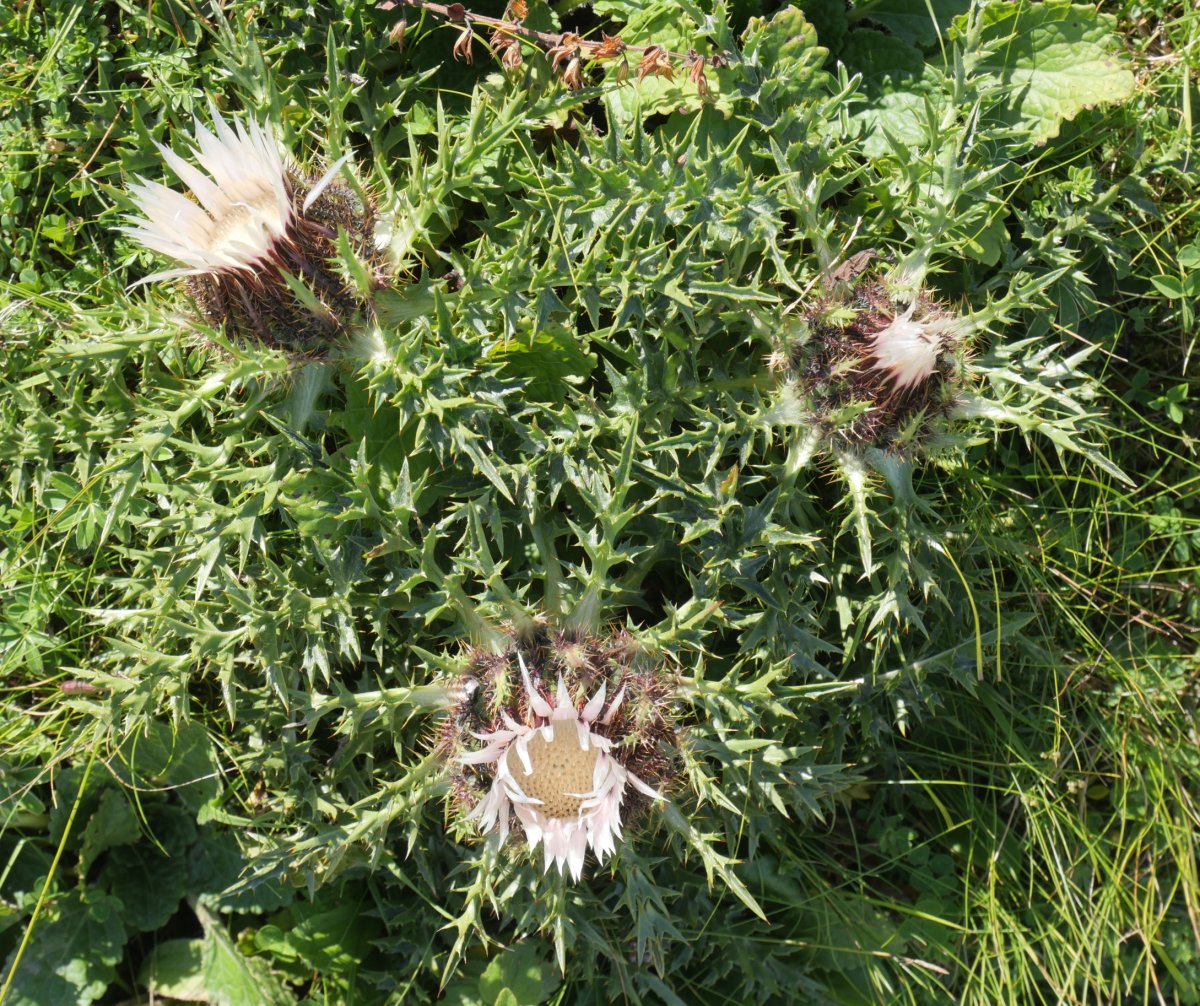 Carlina acaulis, Otxogorrigaina mendiaren iparraldeko isurialdean