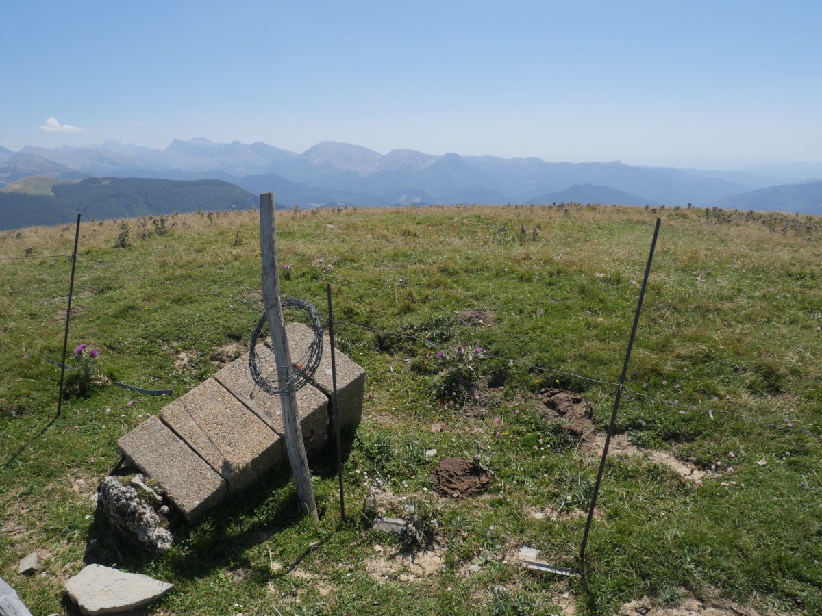 Otsogorritxipia tumulua