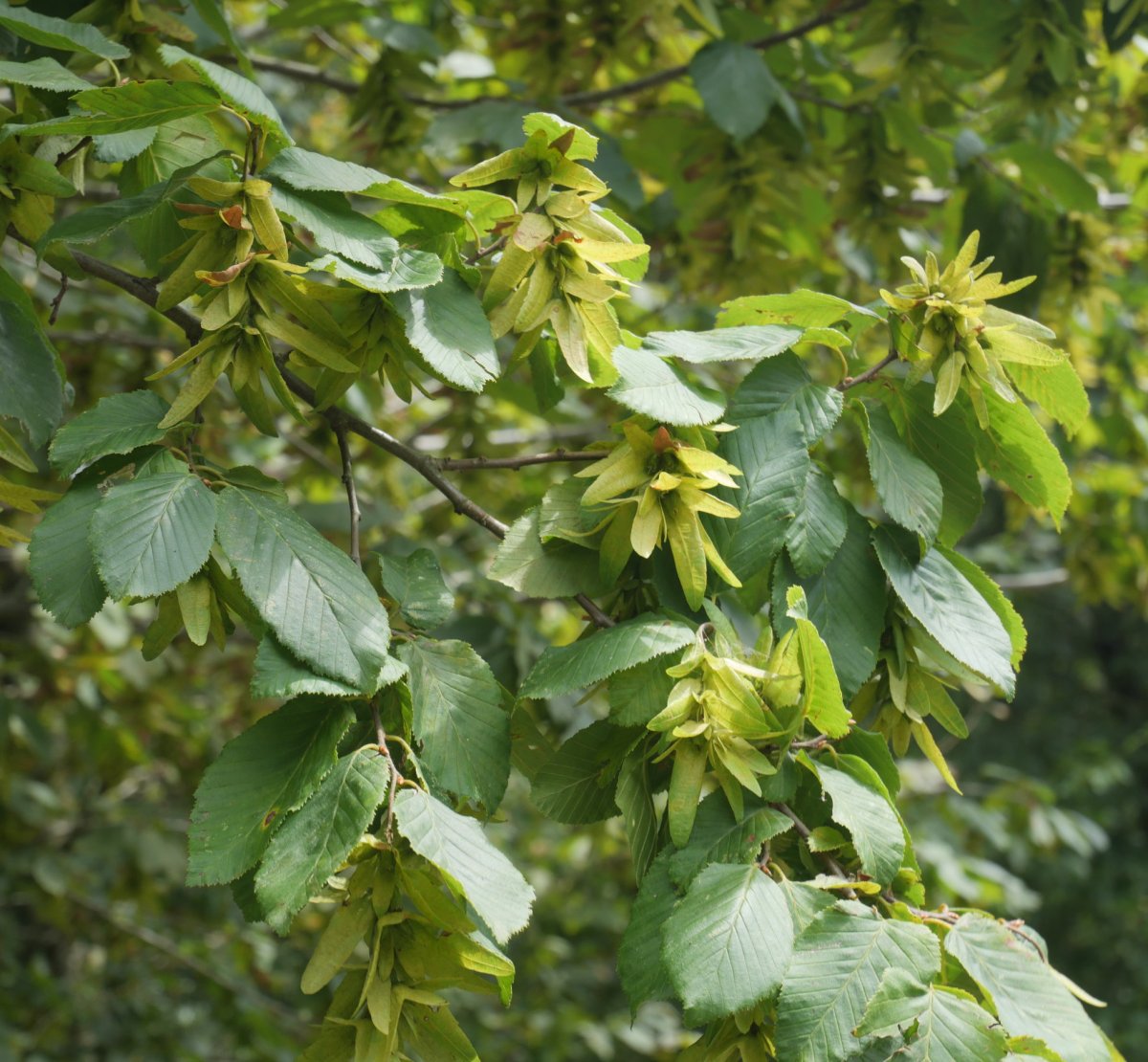 Carpinus betulus, Gorriti aldean