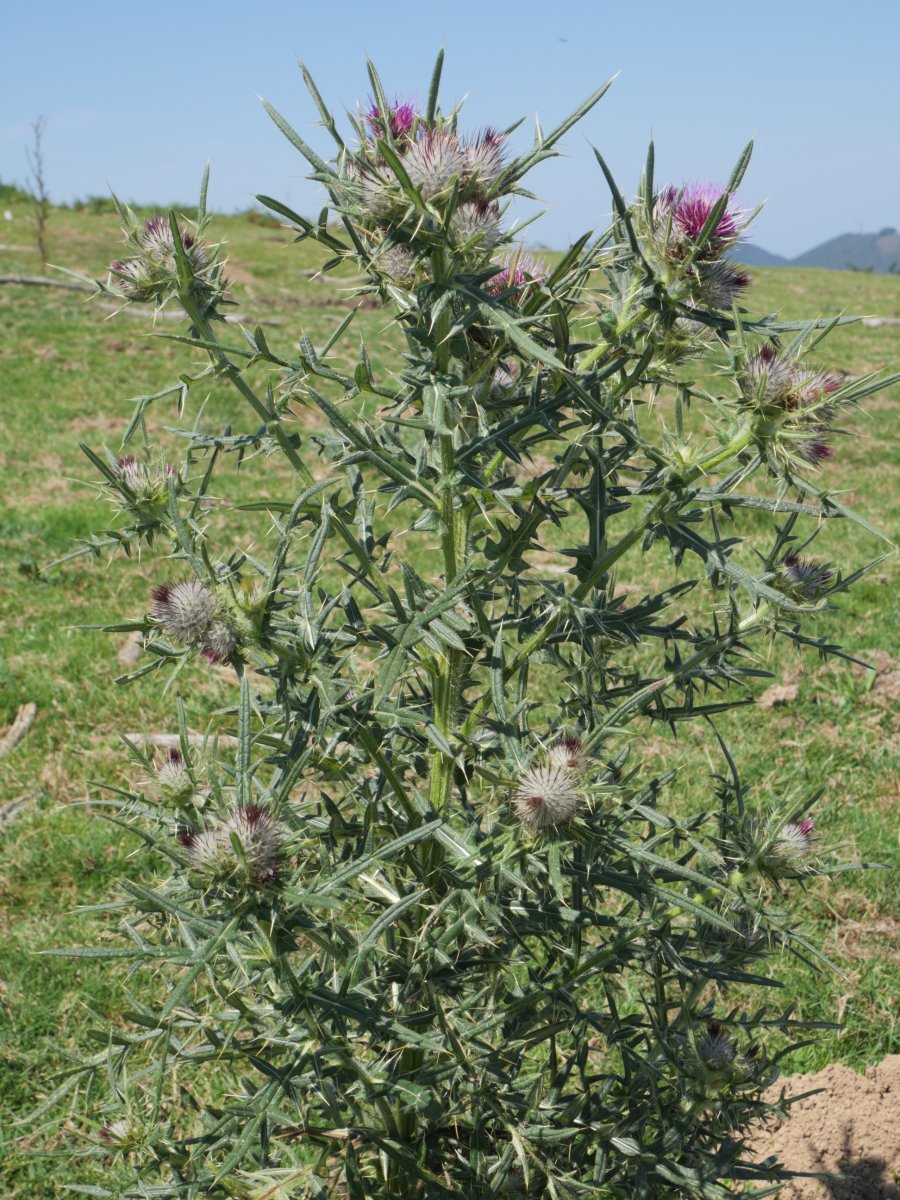 Cirsium eriophorum Ulizar mendian