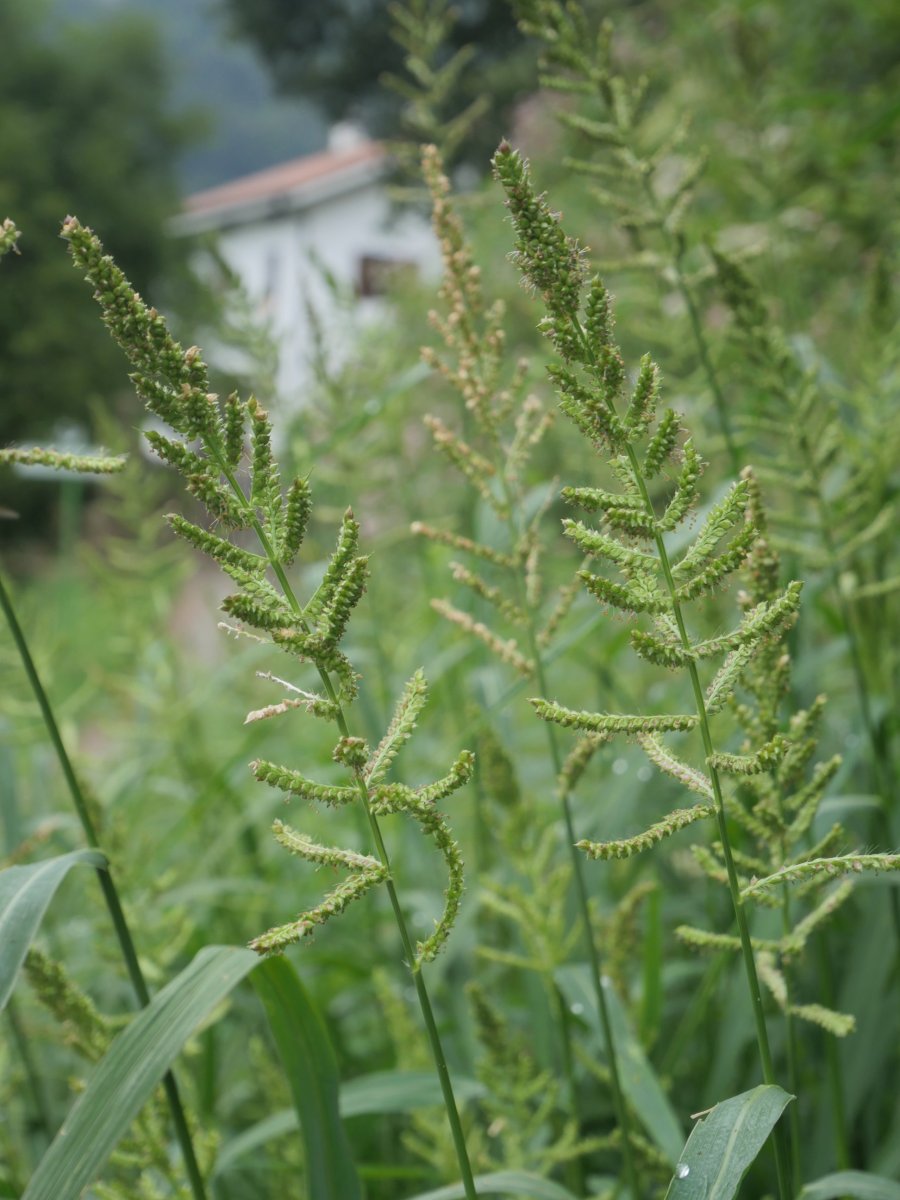 Echinochloa crus-galli Alkiza aldean