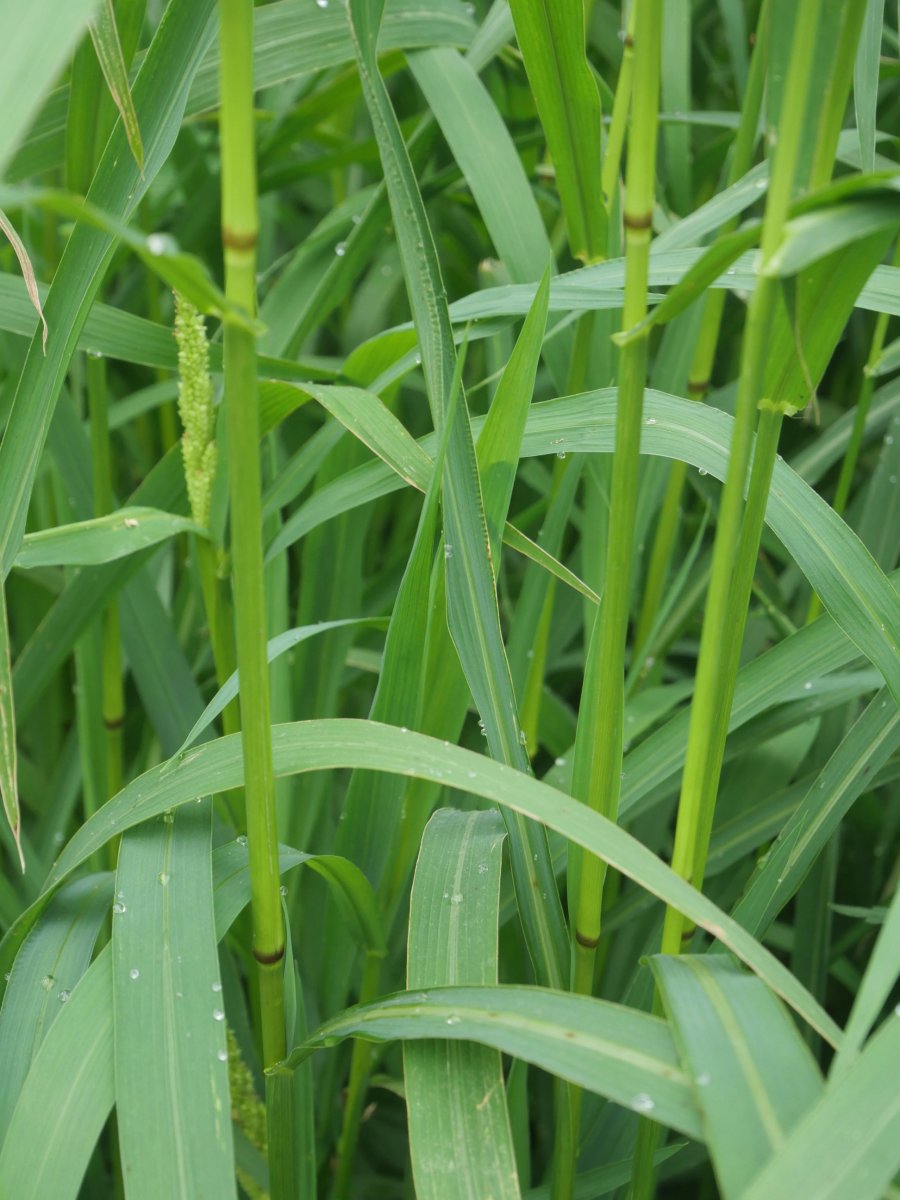 Echinochloa crus-galli, Alkiza aldean