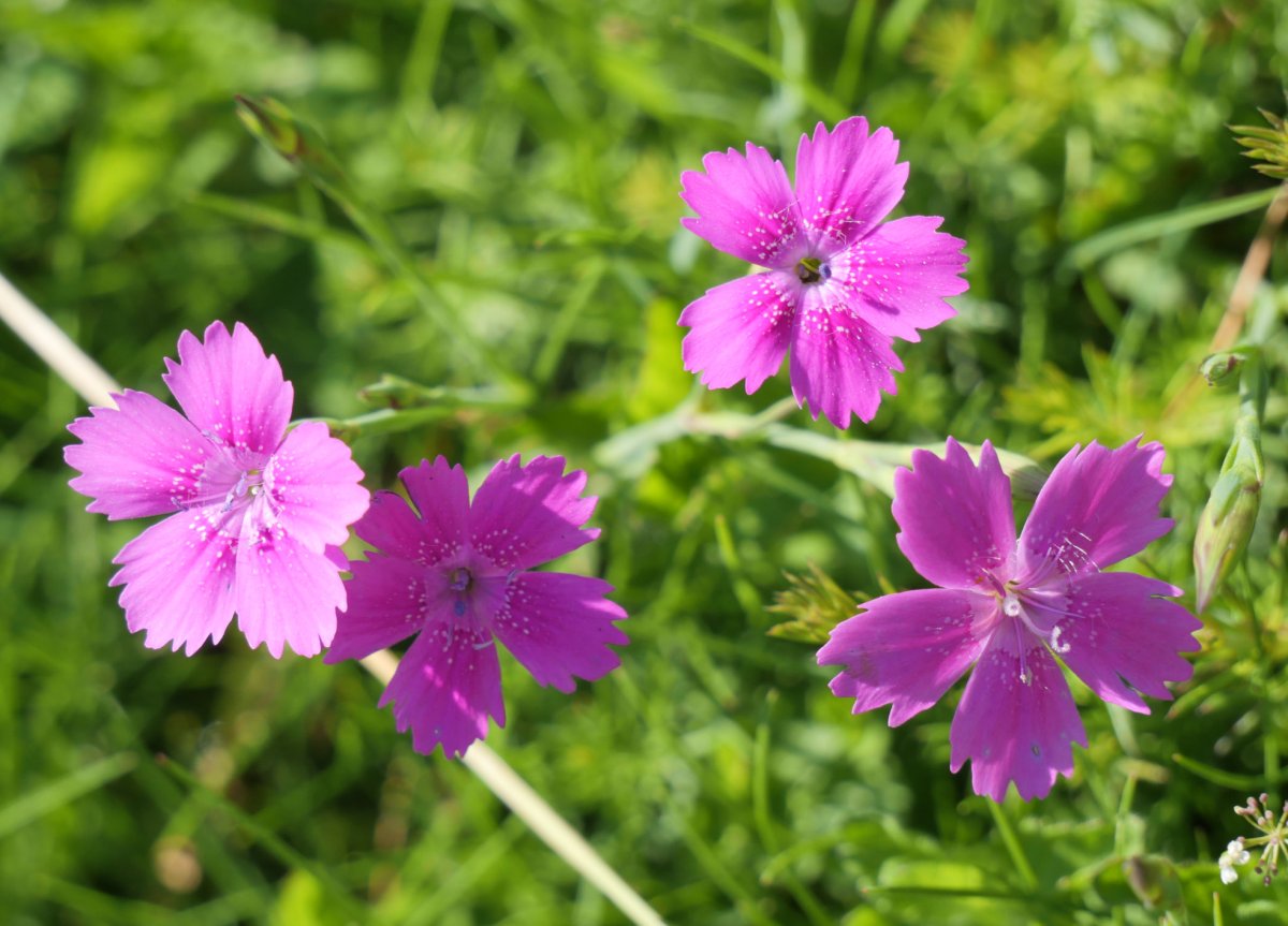 Dianthus deltoides, Lintzako leporako bidean