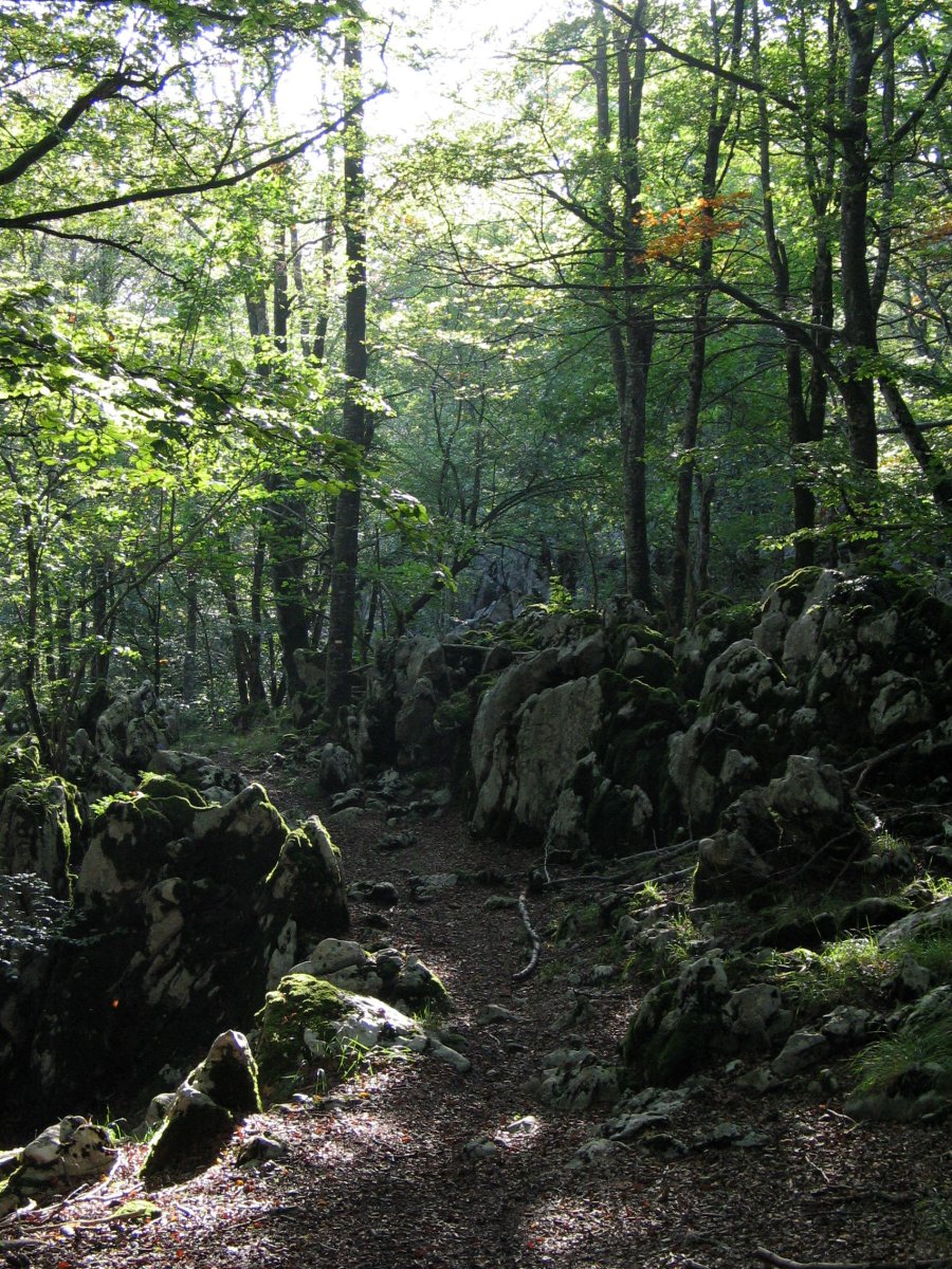 GR12 bidea basoan barrena