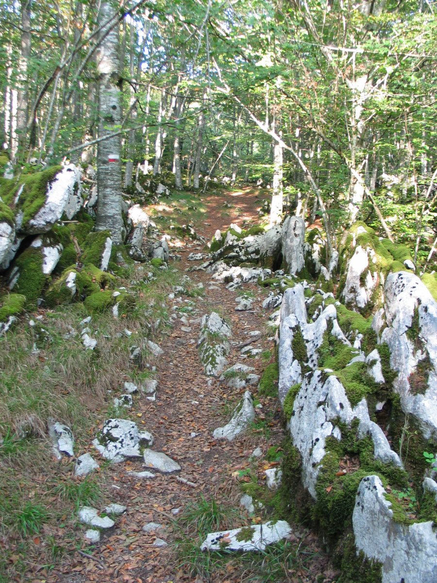 GR12 bidea basoan barrena