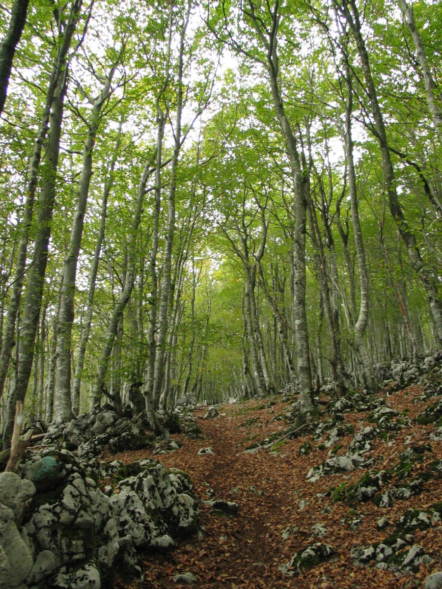 Lareotik igotzen den bidea