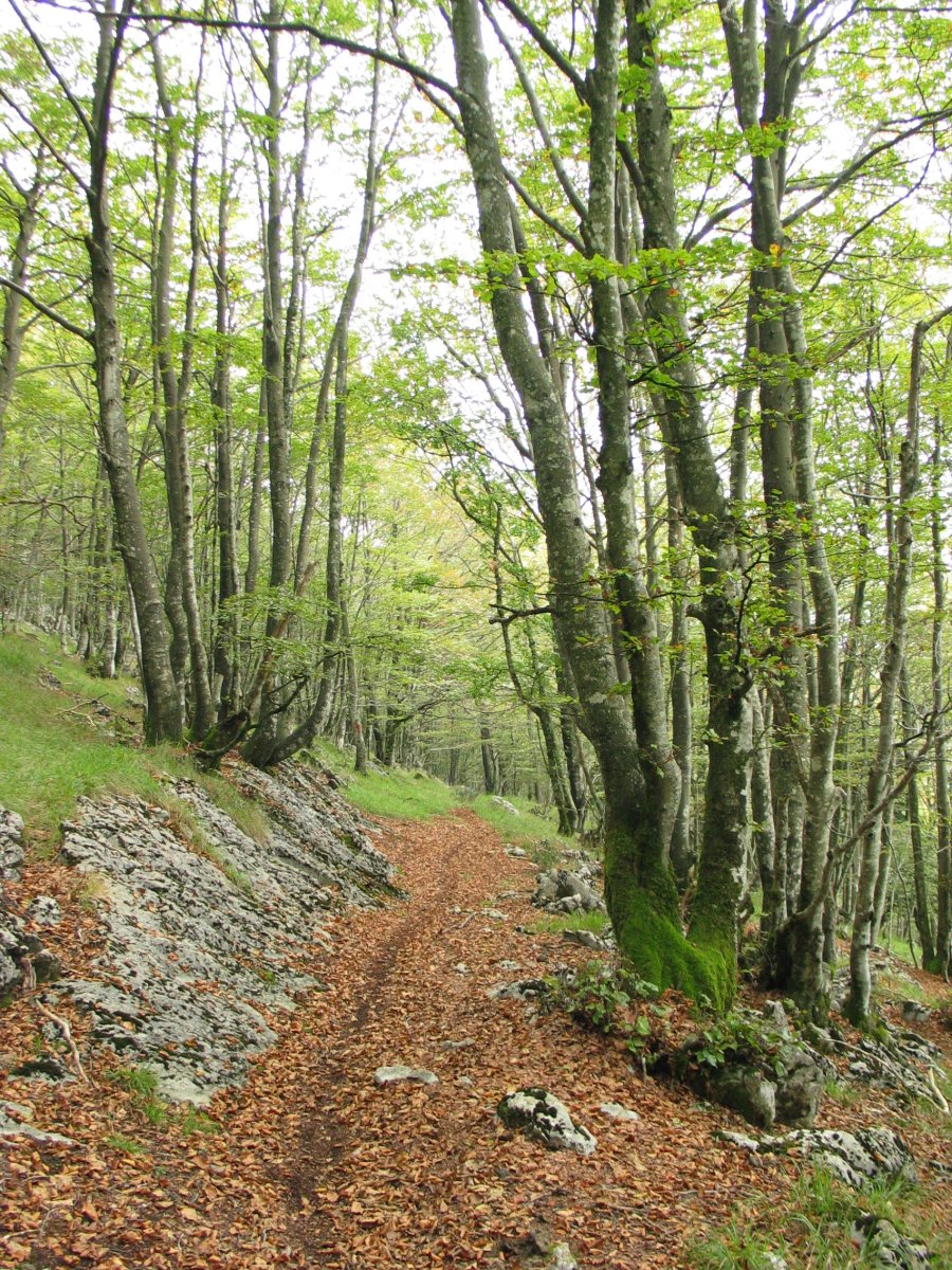 Lareotik igotzen den bidea