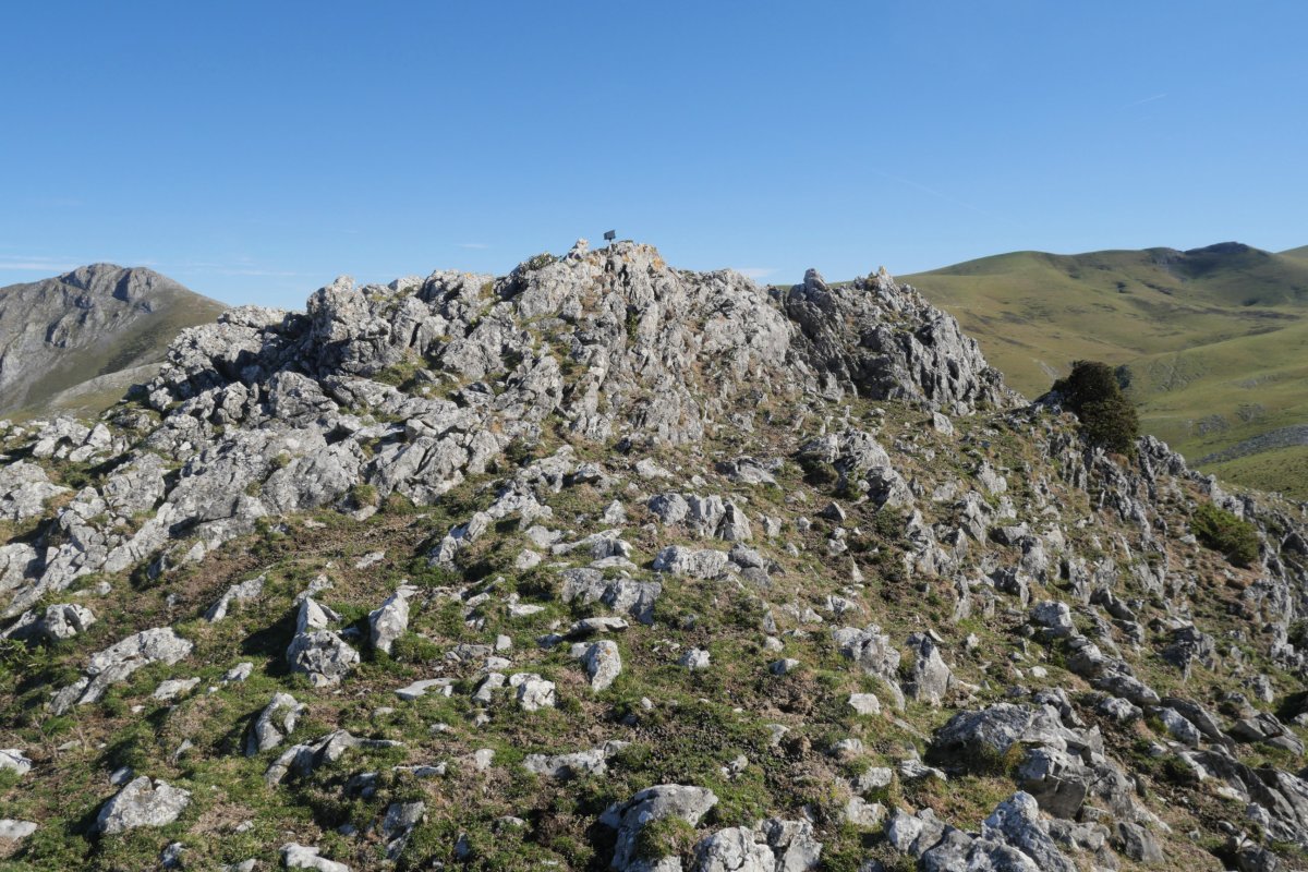 Saltarrimendi tontorra