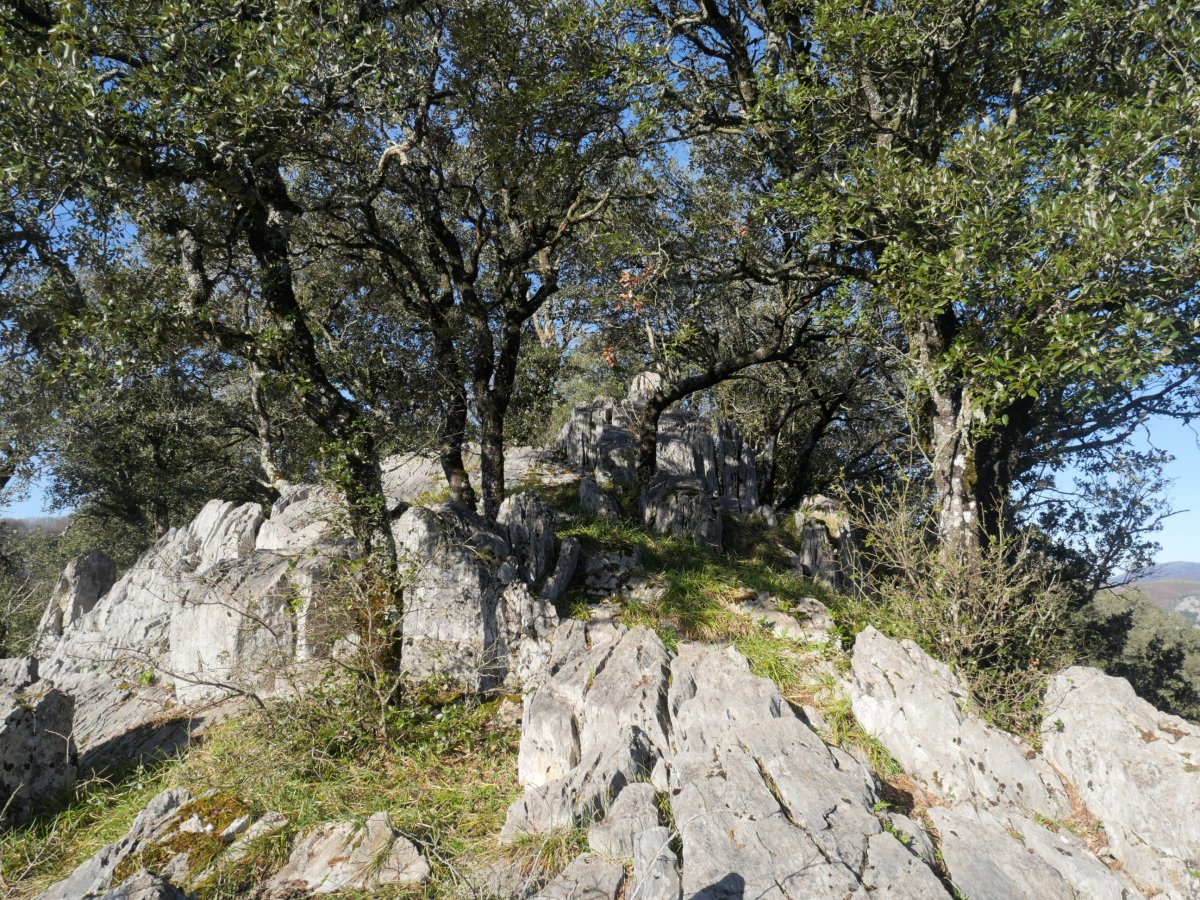 Artitzako Malkorra tontorra