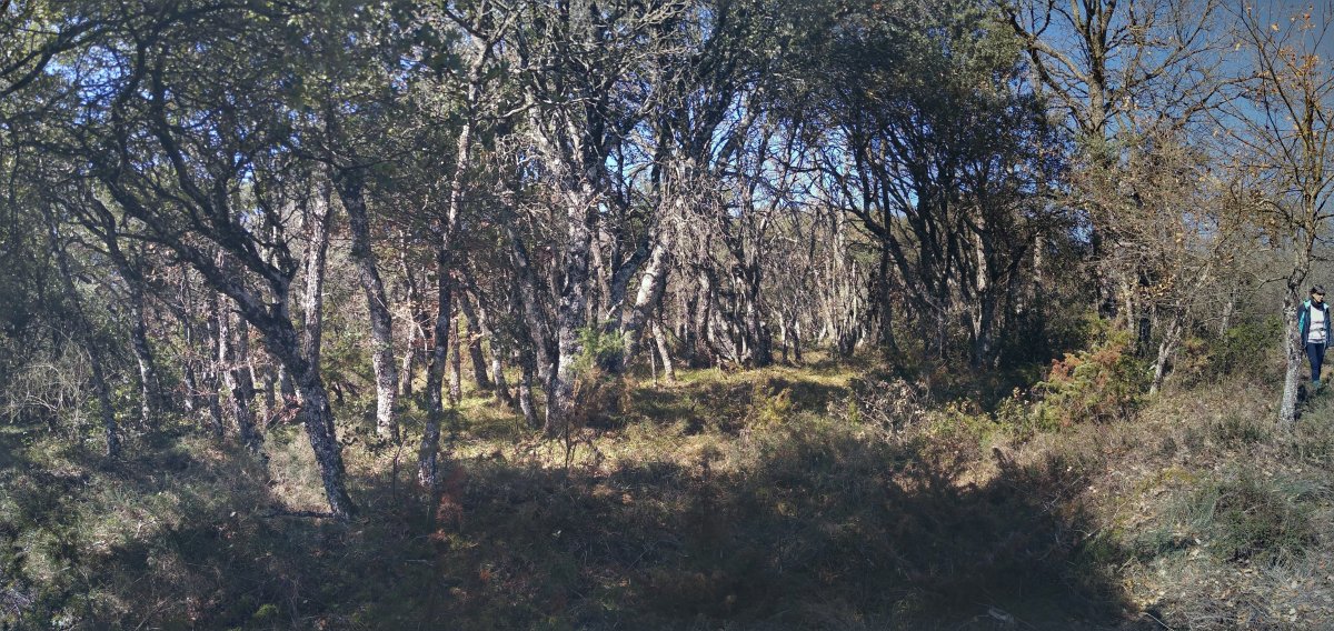 Gainaldea, harizti eder batek hartua