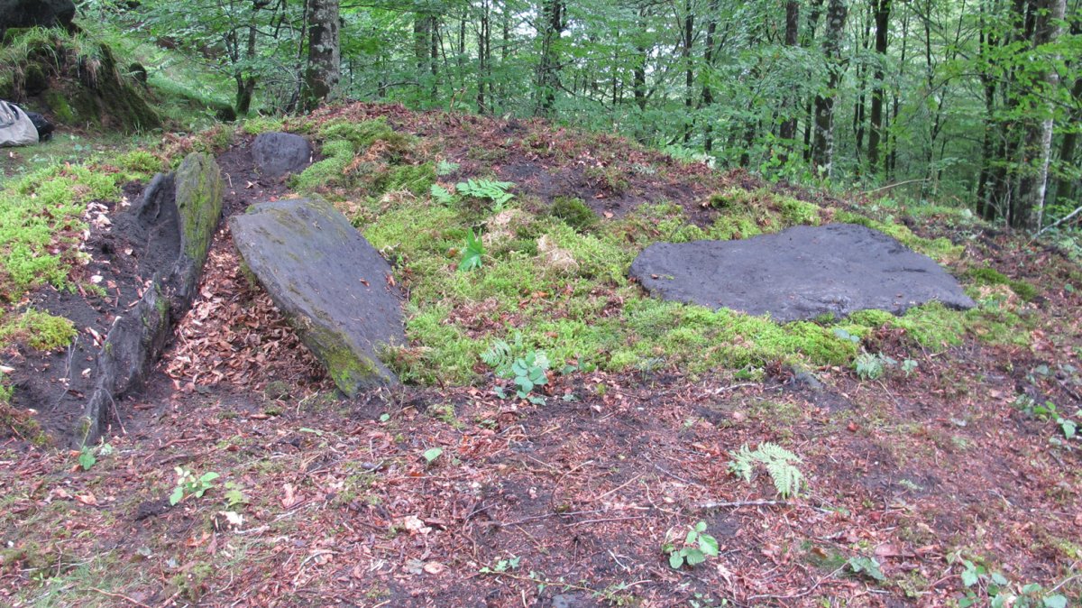 Argibel trikuharria, Donamaria