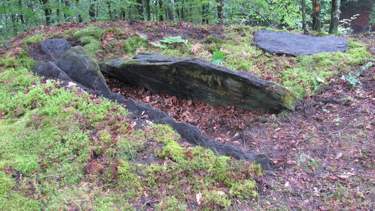 Argibel trikuharria, Donamaria