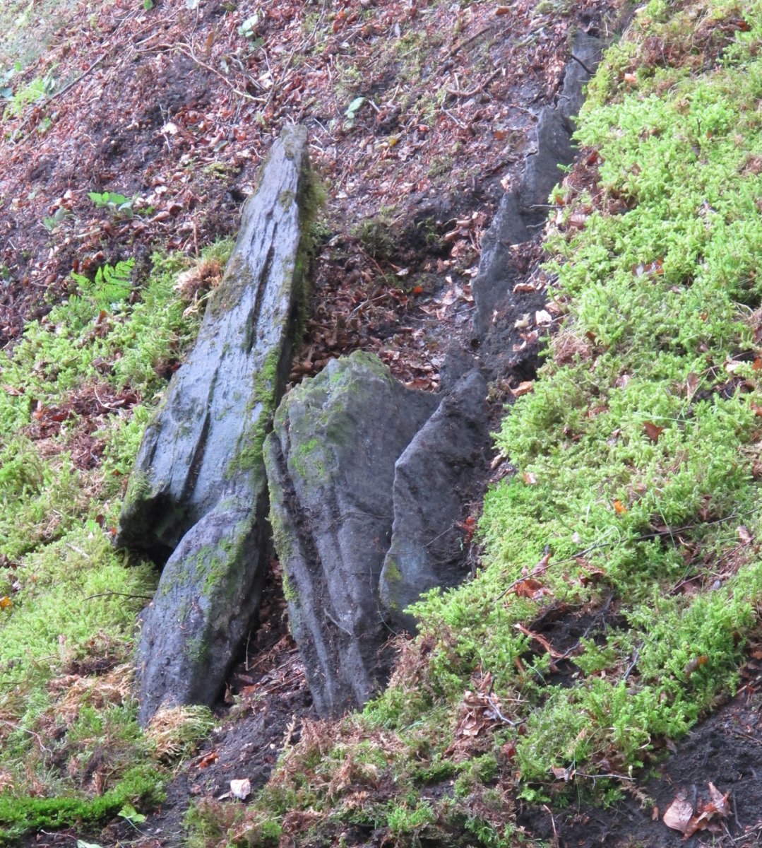 Argibel trikuharria, Donamaria