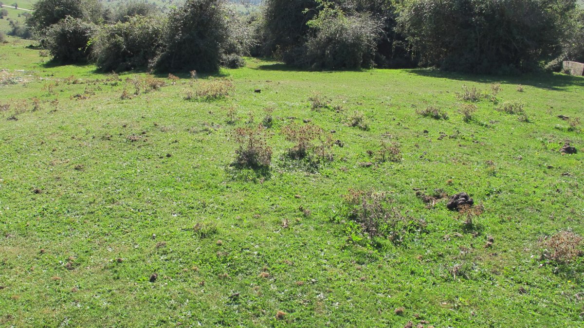 Iguzpegi 1 etxola hondoa, Andia