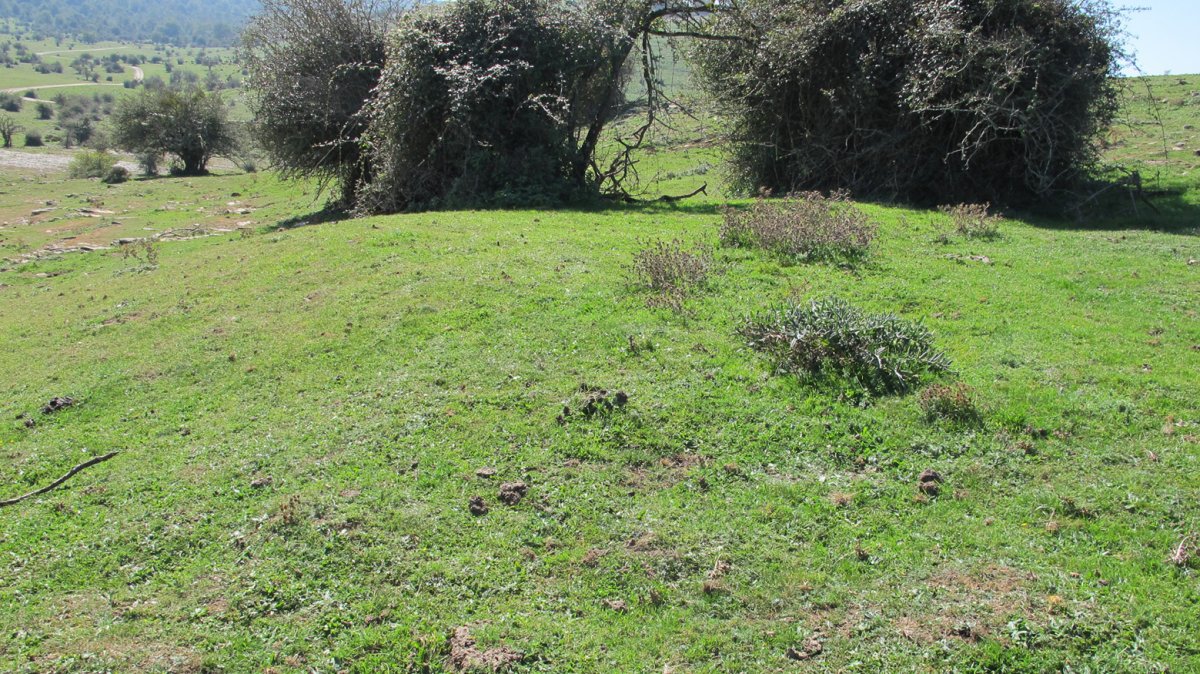 Iguzpegi 3 etxola hondoa, Andia