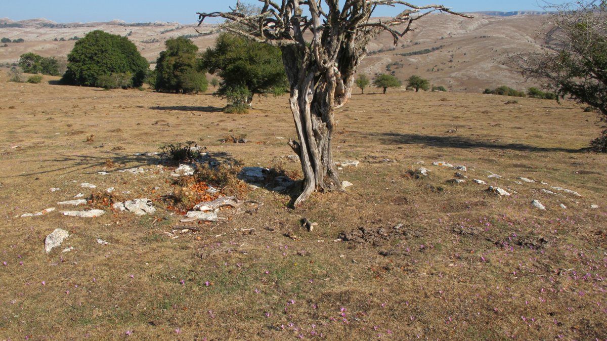 Mirueta 2 exola hondoa, Andia