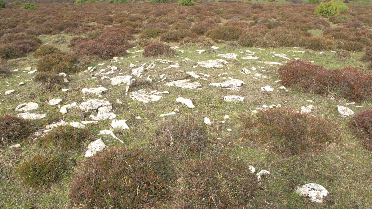 El Robo 10 tumulua, Andia