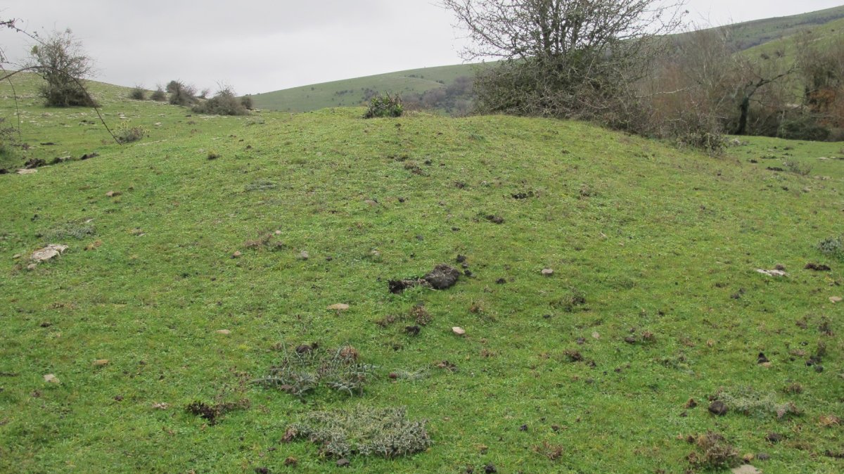 Poken tumulua, Andia