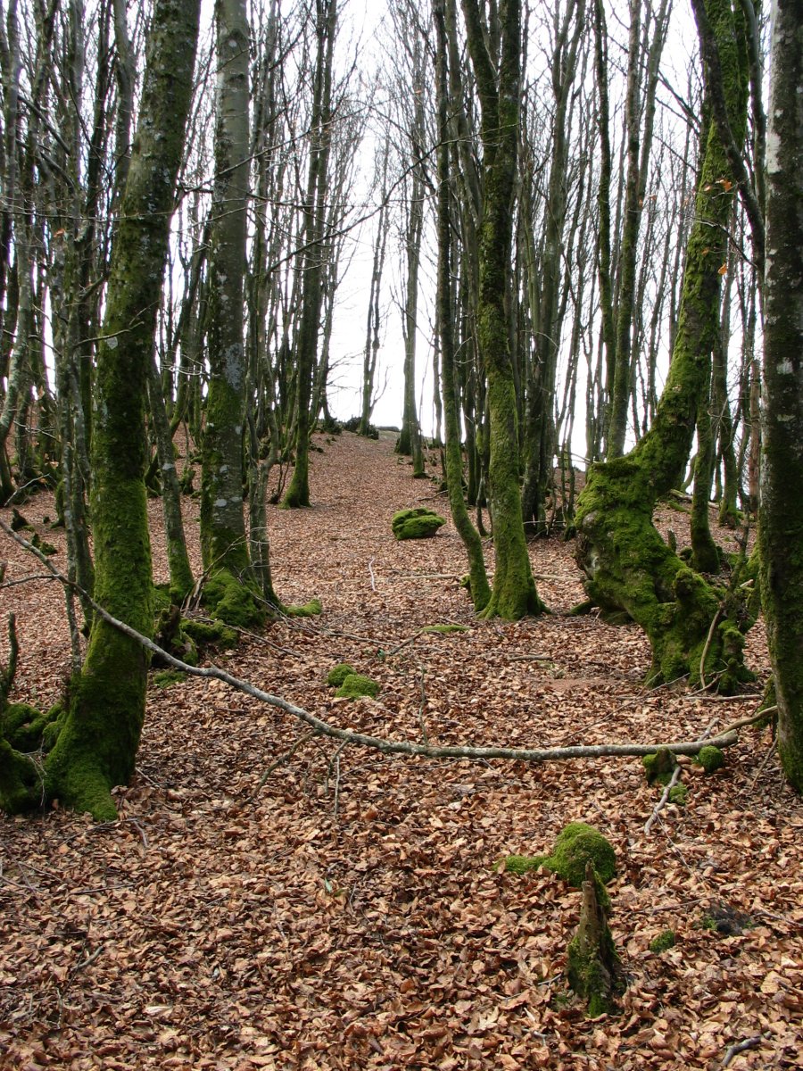 Unboto tontorrera gerturatzen iparraldeko bizkarrean gora