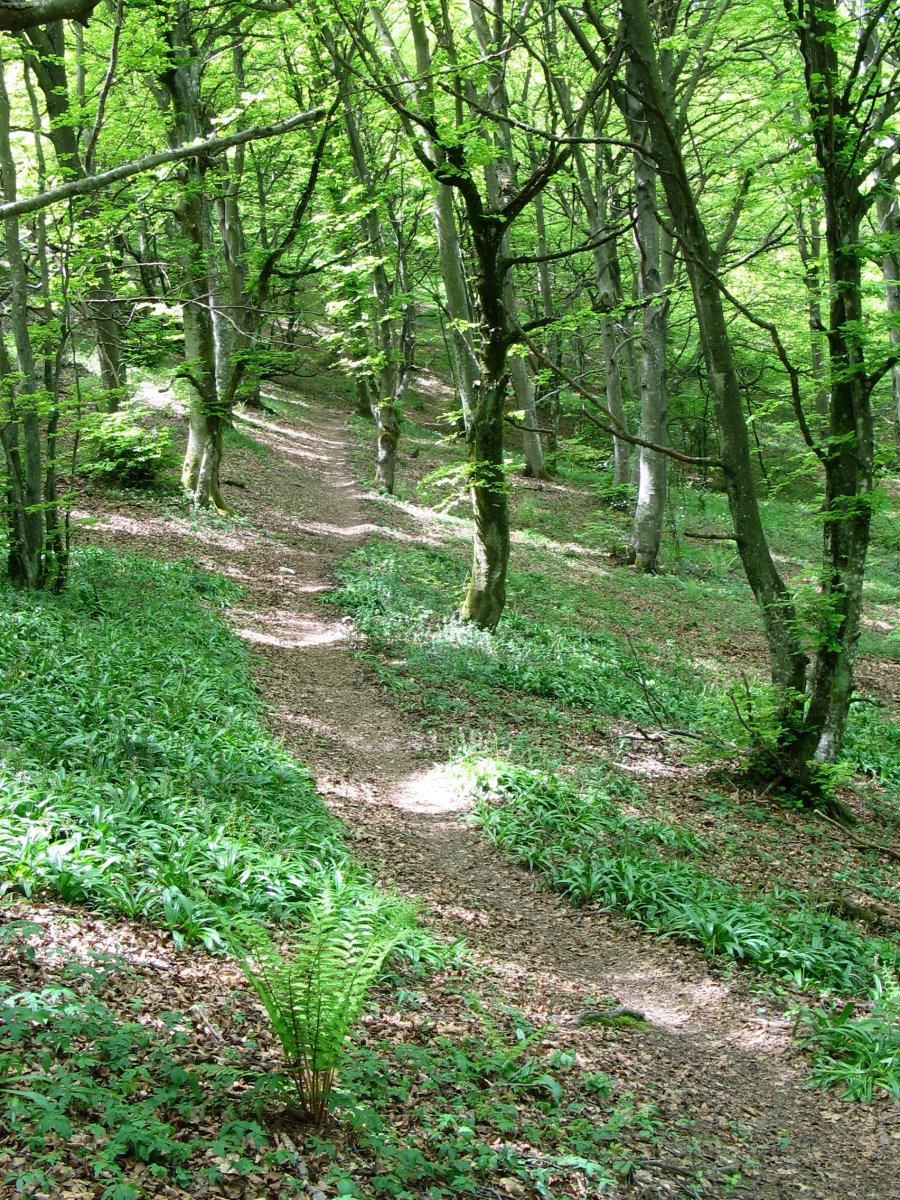 Bidea iparraldeko isurialdeko basoan barrena