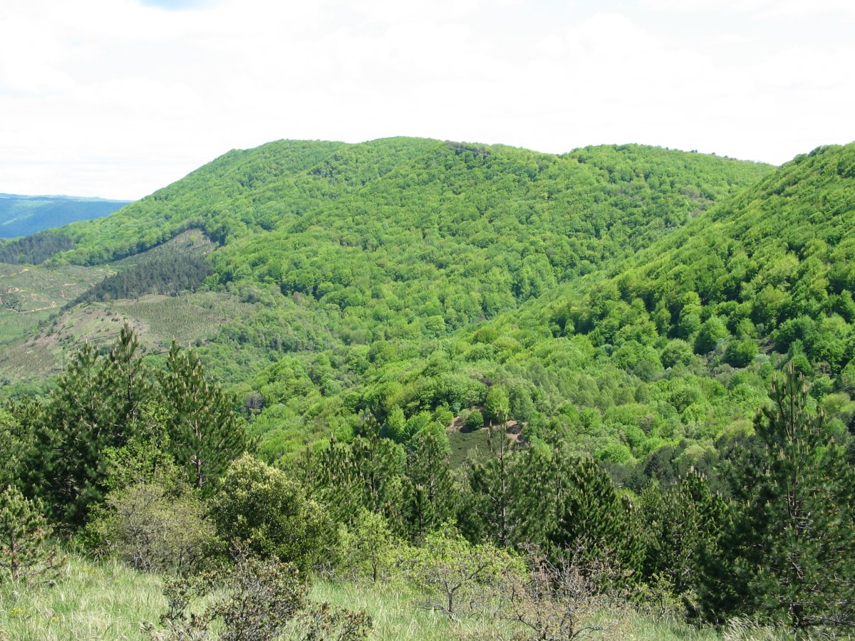 Zaldiaran aldetik ikusita