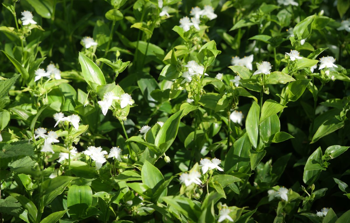 Tradescantia fluminensis, Zamalbide aldean