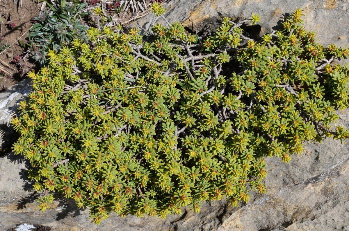 Thymelaea nivalis Petraficha mendian