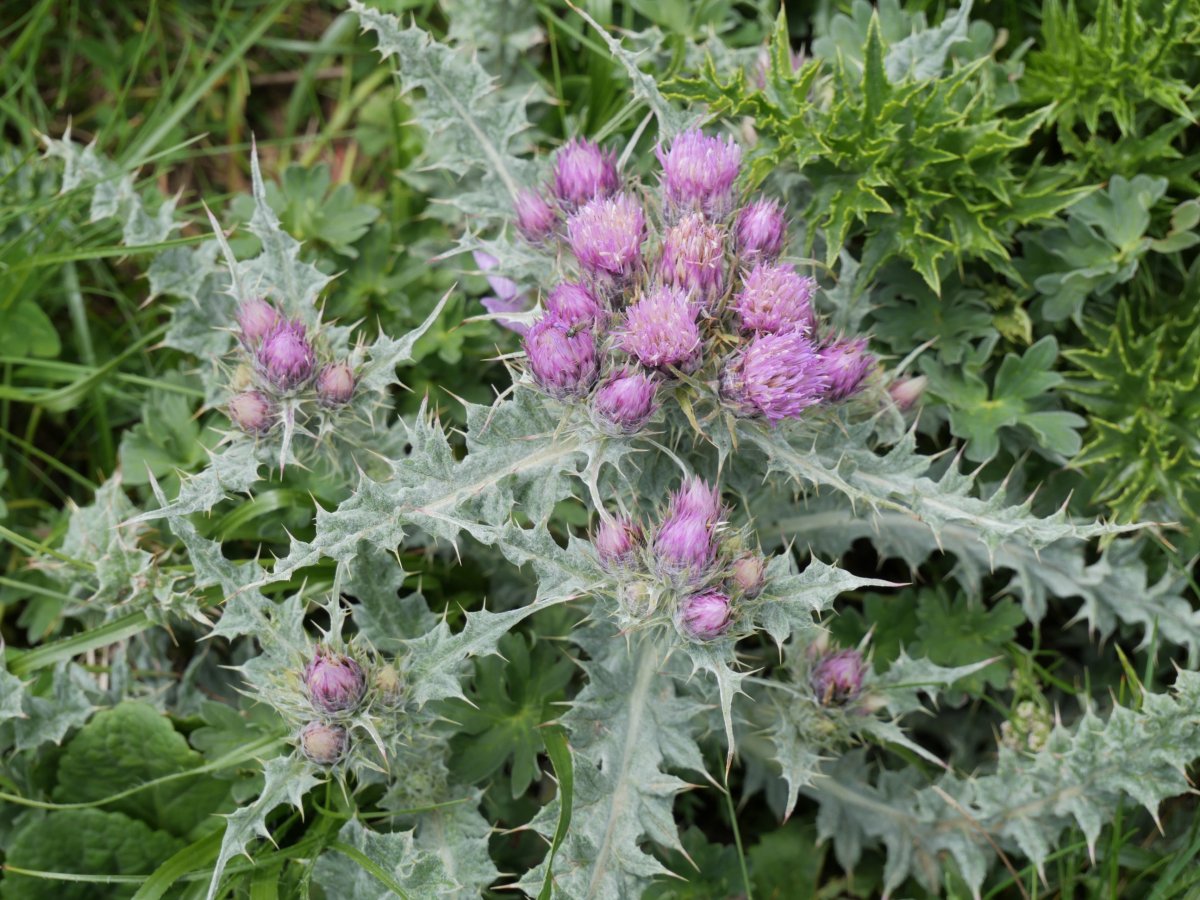 Carduus carlinoides, Budogiaren hegoaldeko isurialdean