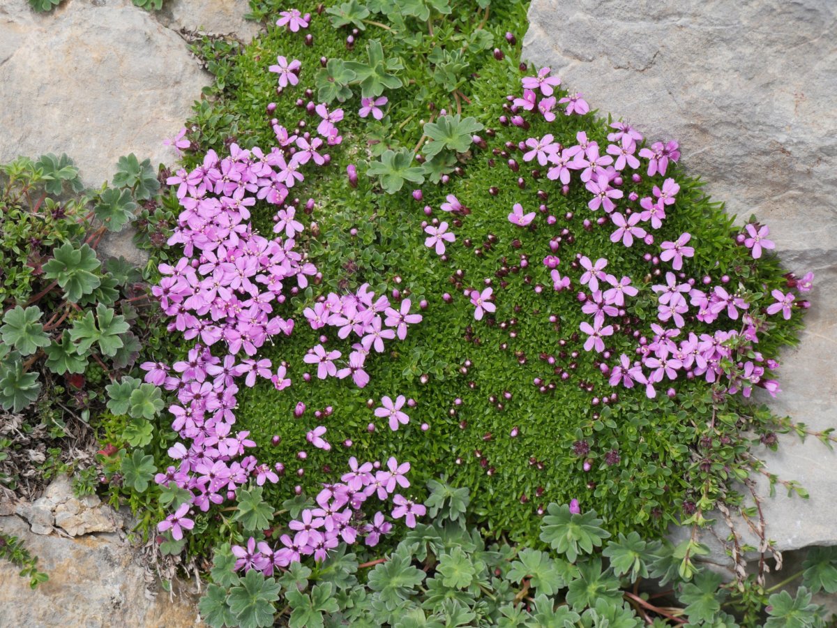 Saponaria caespitosa, Budogiaren hegoaldeko isurialdean