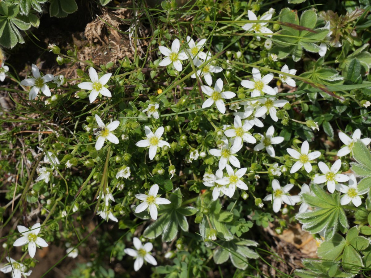 Arenaria moehringioides, Budogiaren hegoaldeko isurialdean