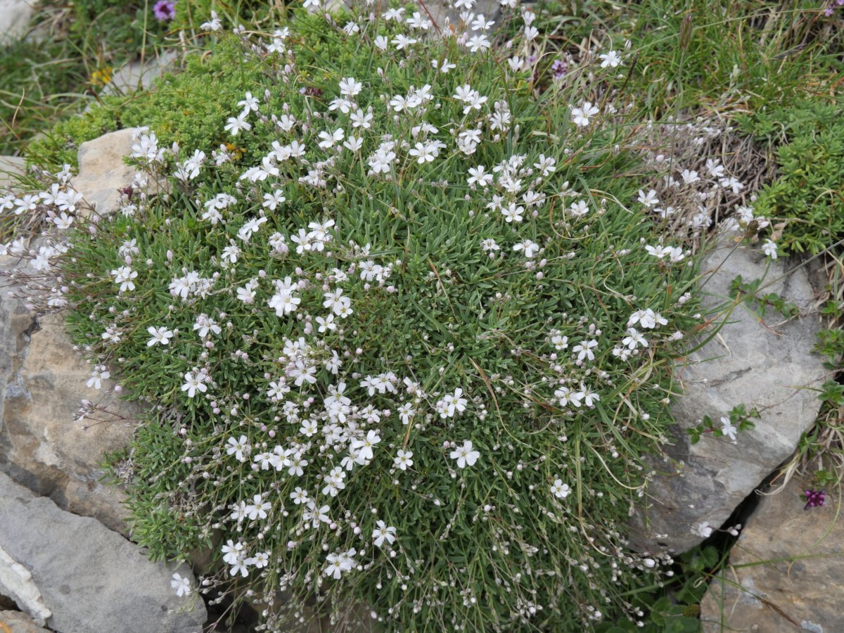 Gypsophila repens, Budogiaren hegoaldeko isurialdean