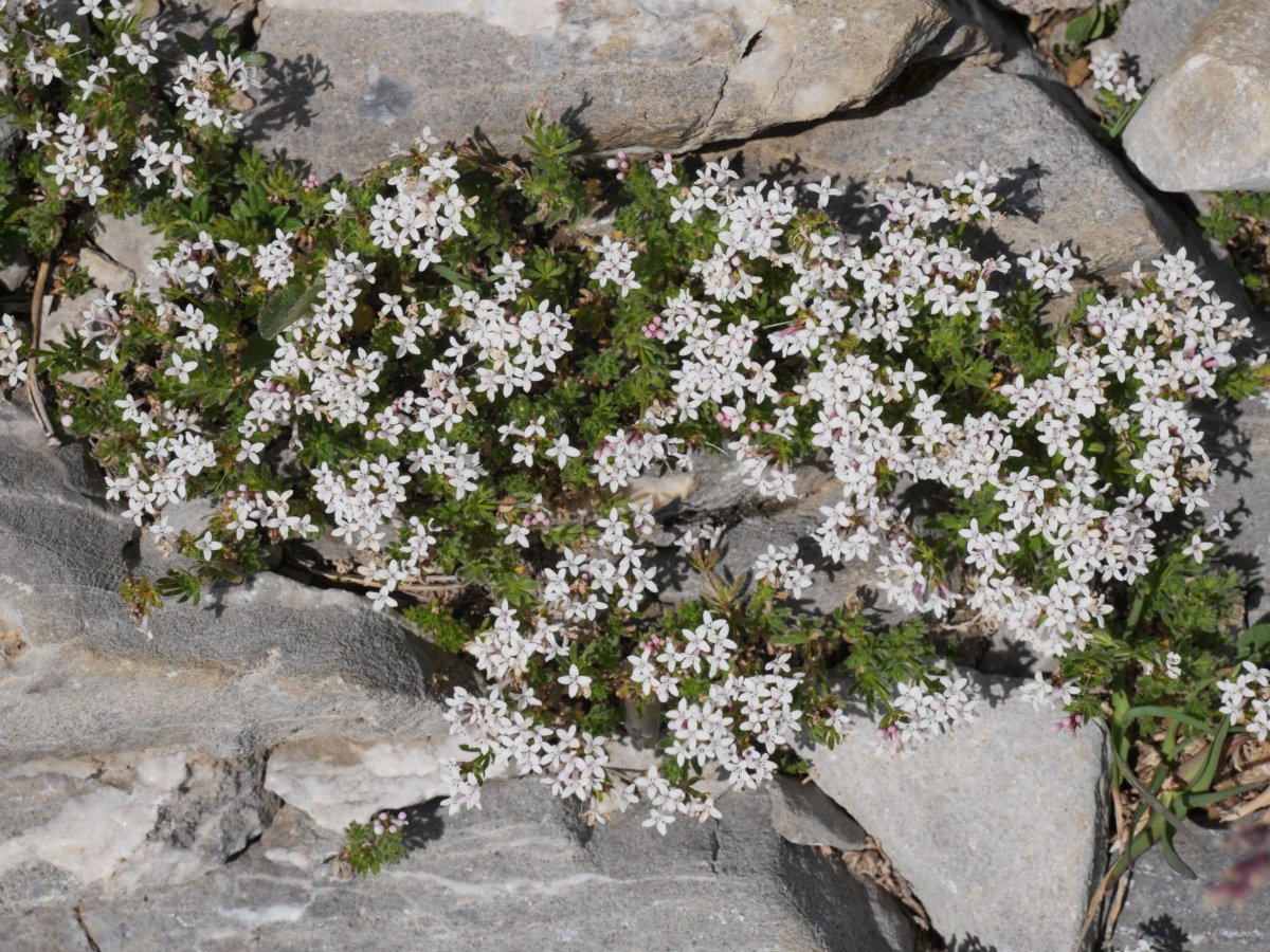 Asperula hirta