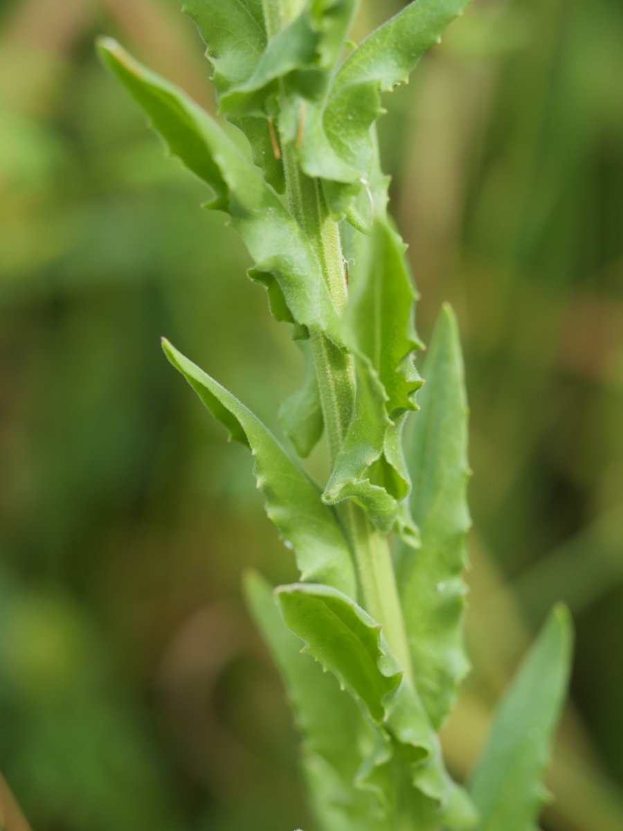 Lepidium campestre Irurtzun aldean
