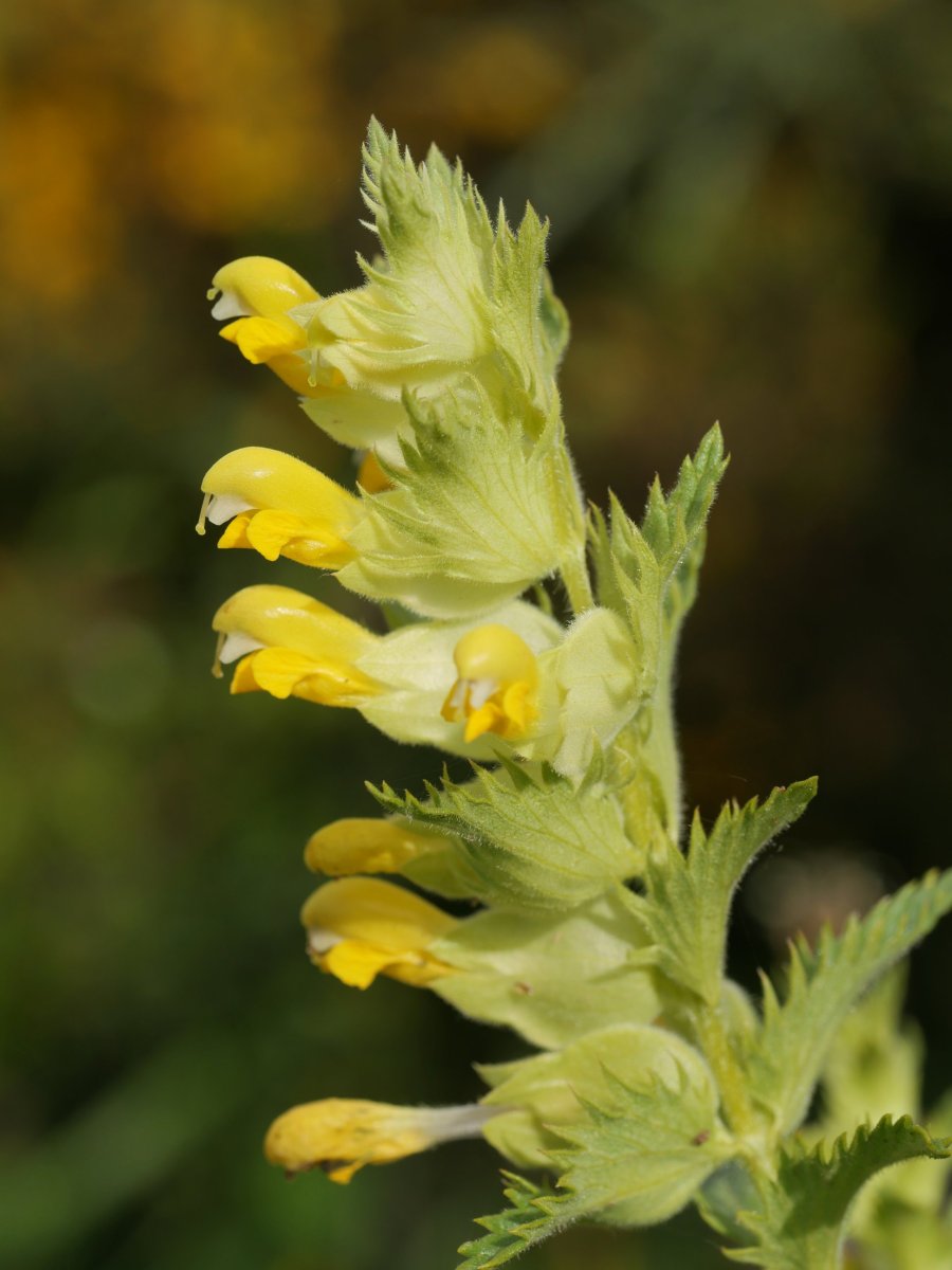 Rhinanthus angustifolius Irurtzun aldean