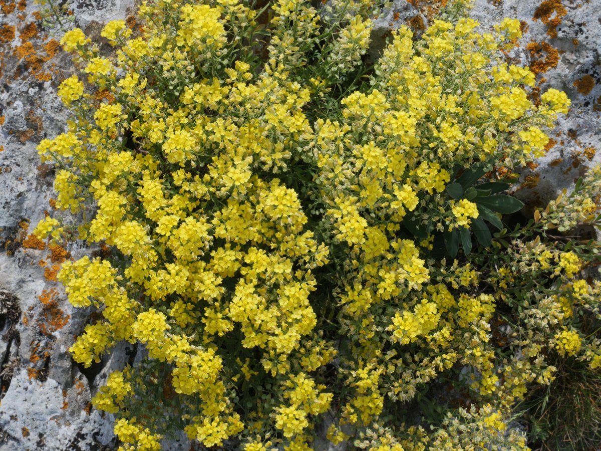 Alyssum montanum, gandorraren erdian, karaitzari lotuta.