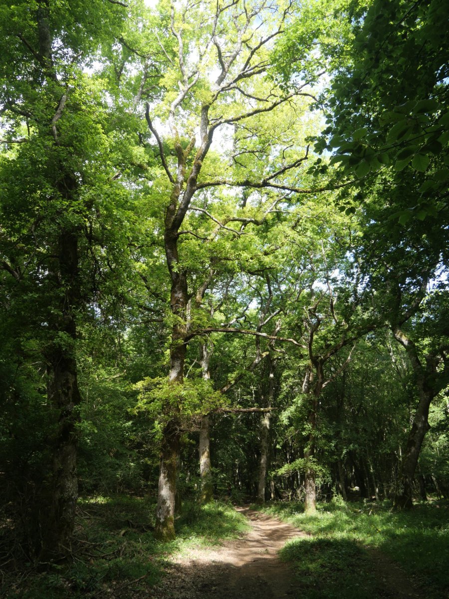 La Balsa lepotik Plazaola aldera jaisten den bidea