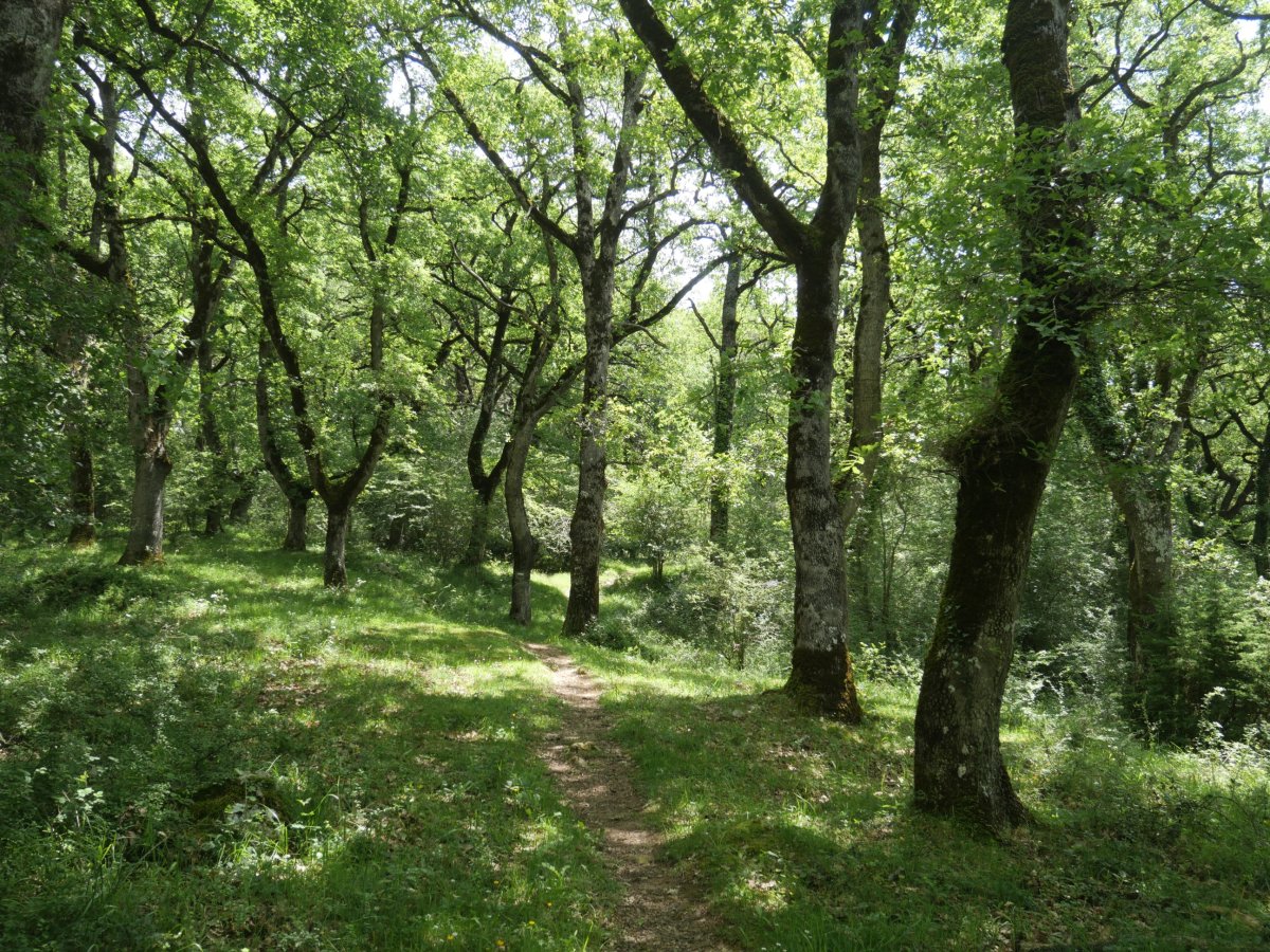 Plazaola aldera jaisten